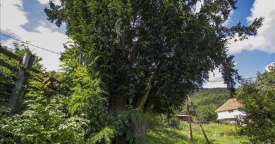 Blizanci tise iz Pepelara – dva drevna drveta koja pamte vekove