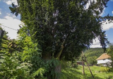 Blizanci tise iz Pepelara – dva drevna drveta koja pamte vekove